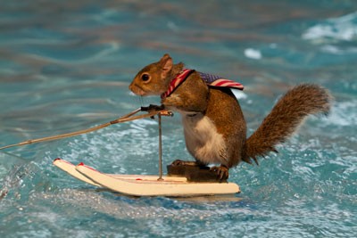 Nutty The Waterskiing Squirrel