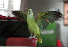 Oscar the Parrot