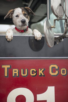 Pouch the Dog stars in Chicago Fire
