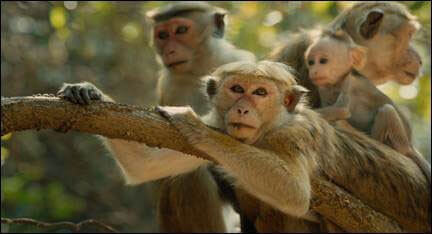 Monkey Kingdom Movie Trailer